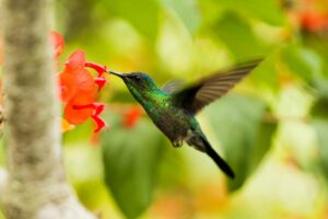 Hummingbird in Flight Near Red Flower