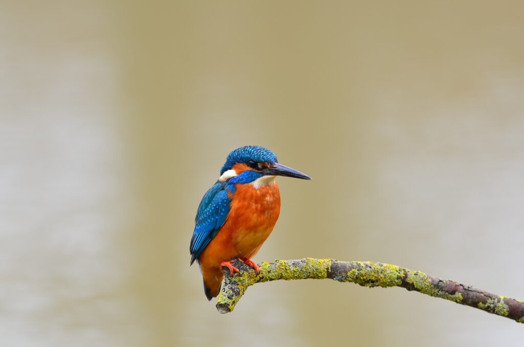 A vibrant kingfisher perched on a branch, displaying its striking blue and orange feathers.