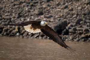 Majestic Bald Eagle soaring above a serene lake with mountains and forests