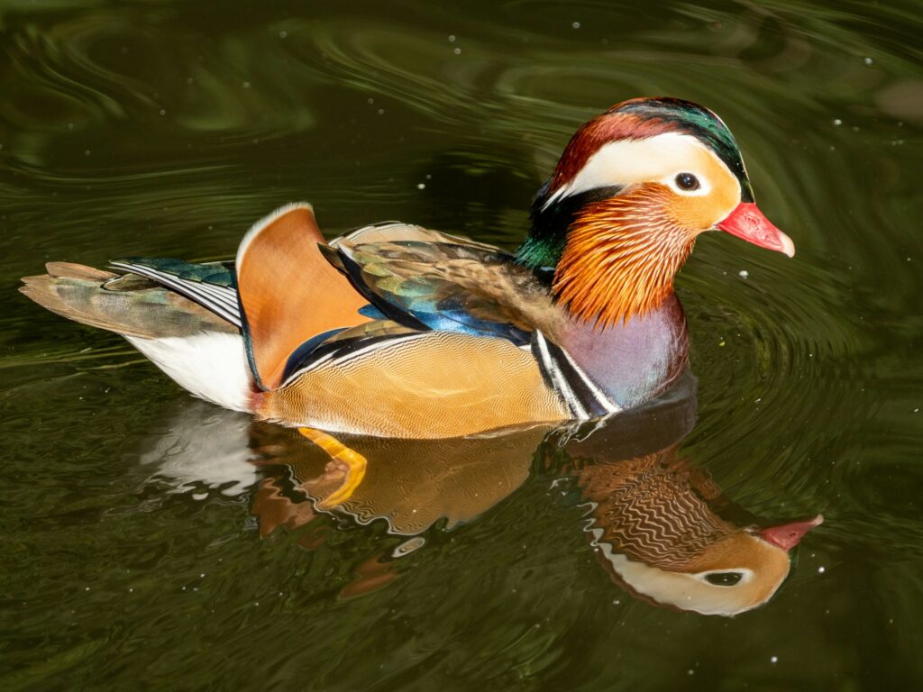 Mandarin Duck on Tranquil Lake