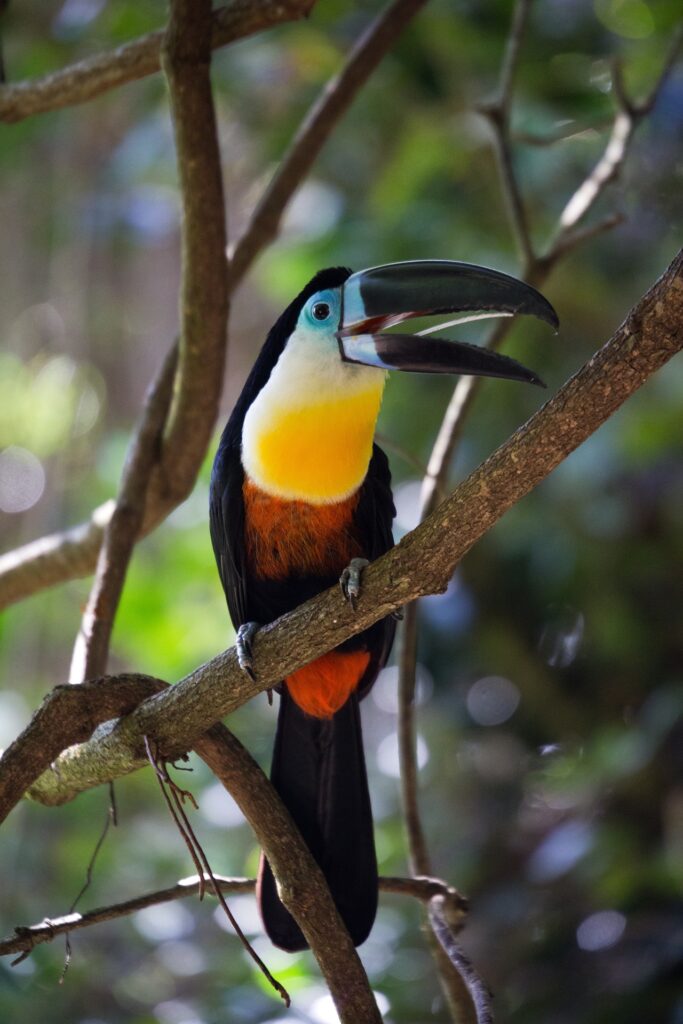 Colorful Toucan perched on a branch in the dense jungle