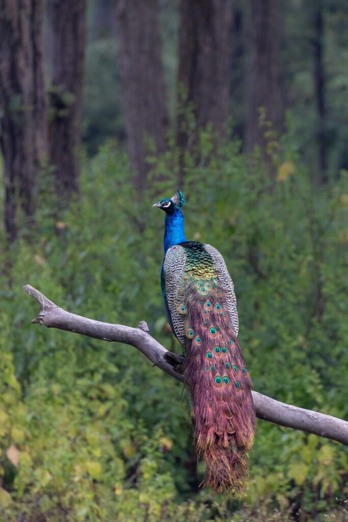 Elegant Peacock standing gracefully in a beautifully landscaped garden