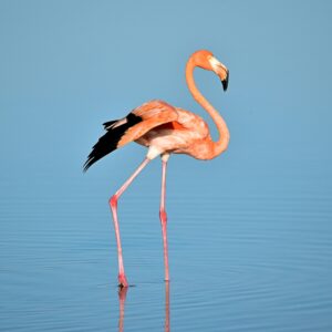 Striking Flamingo standing gracefully in shallow water with pink feathers