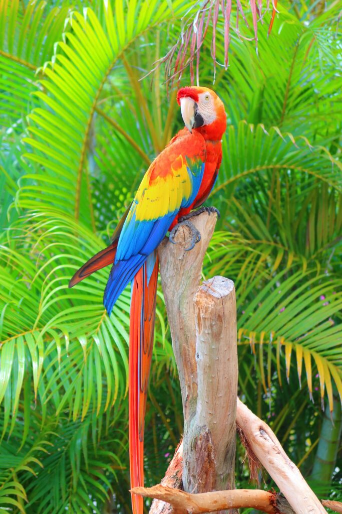 Vibrant Scarlet Macaw perched on a tree branch in the tropical rainforest